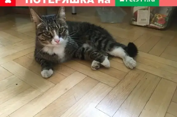 Найдена кошка с ошейником у метро Рыбатское