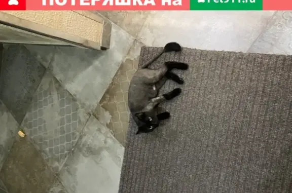 Найден кот на Селезнева 88/1, обращаться на охрану
