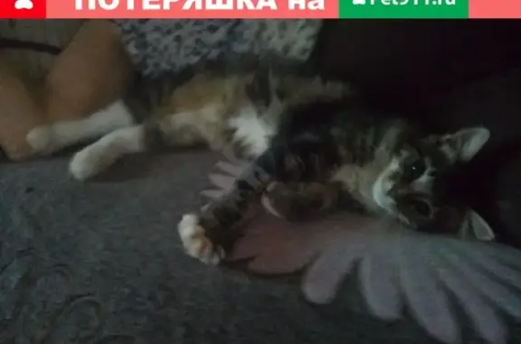 Ласковая разноцветная кошка найдена в Бибирево, Москва