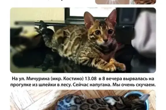 Пропала кошка на ул. Мичурина, мкр. Костино, Россия, Московская область.