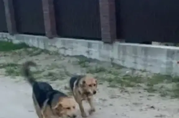 Пропали два щенка в СНТ Бородино, прошу помощи!