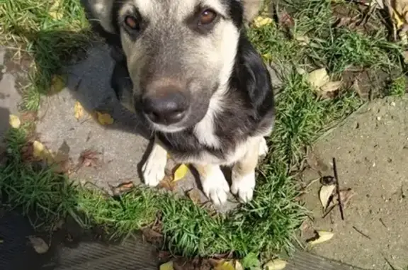 Собака Метис найдена в Лунёвском управлении