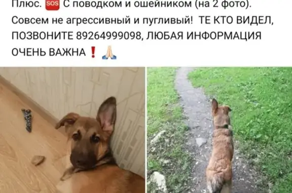 Пропала собака Метис овчарки в Балашихе, район Железнодорожный