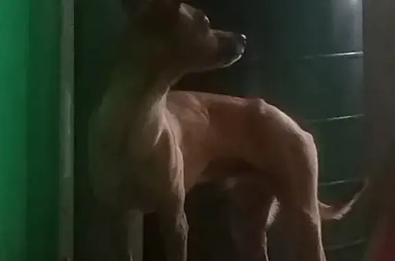 Собака без ошейника найдена в Москве, Ивановское.