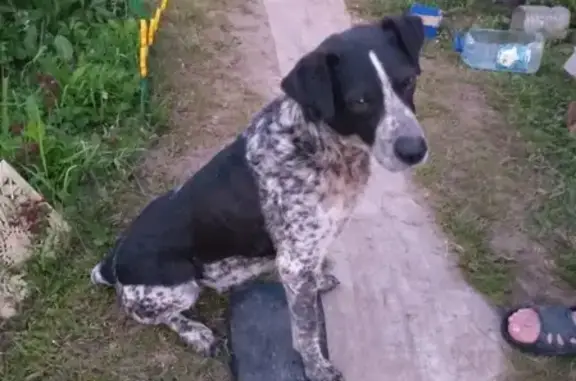 Найдена охотничья собака в Туле
