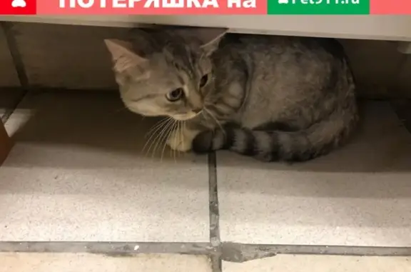 Найден домашний кот в Люберцах, проспект Победы, 16к3