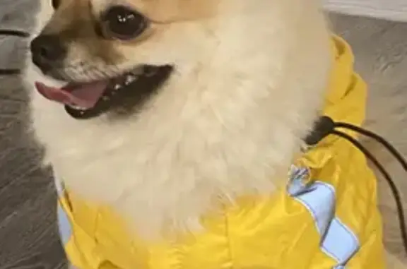 Объявления о пропавших и найденных животных, Новокузнецк, фото: Пропала собака Изюм в районе Кирова 20, Новокузнецк