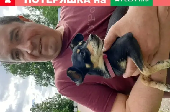 Найдена собака Той терьер в Рождественском поселении