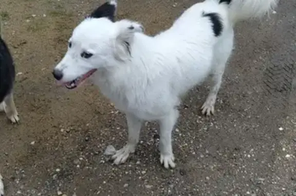 Найдена бело-чёрная собака в Наро-Фоминске