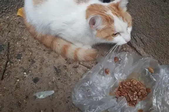 Найдена кошка на улице Верности