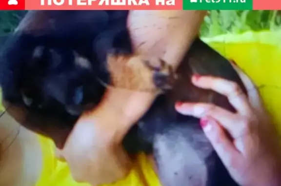 Пропала собака Азор на Советском тракте, Киров