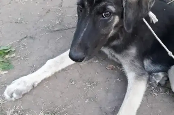 Найден щенок в Волго-Ахтубинской пойме, между СНТ 