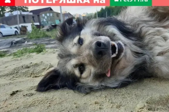 Найдена дружелюбная собака в Пензе