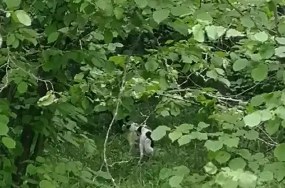 Найдена бело-чёрная собака в лесу Дроздово