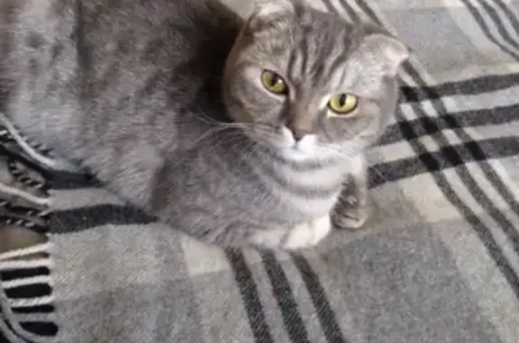 Пропала кошка Пуля в Москве, серый-полосатый, 6 лет.