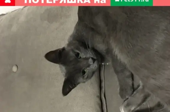 Найдена кошка на Московском проспекте, Воронеж