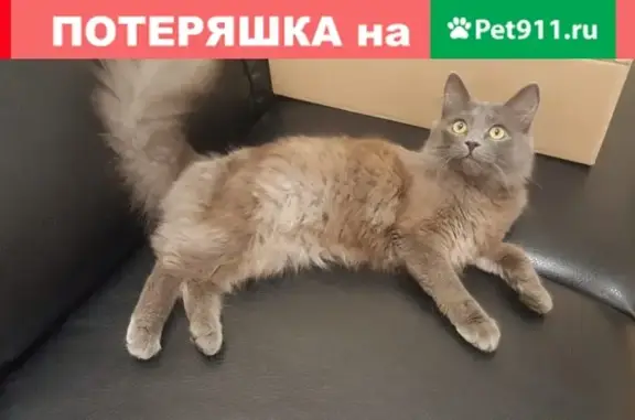 Найдена домашняя кошка в районе Пожарной площади (Тверь)