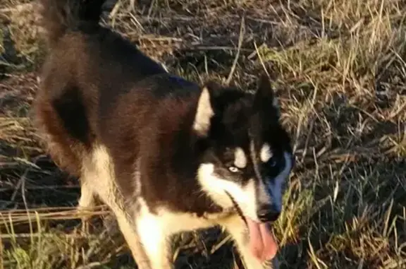 Собаки потеряшки, муниципальный округ Истра, фото: Потеряшка хаски возрастом 3 года в Истринском районе МО