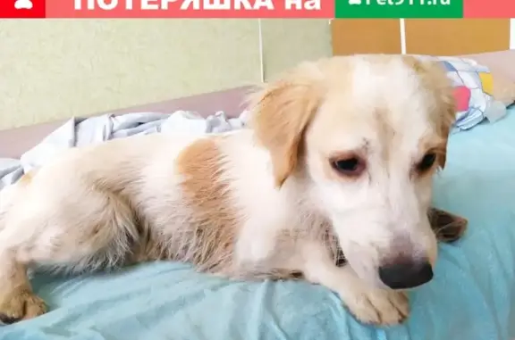 Собака найдена в Чебоксарах