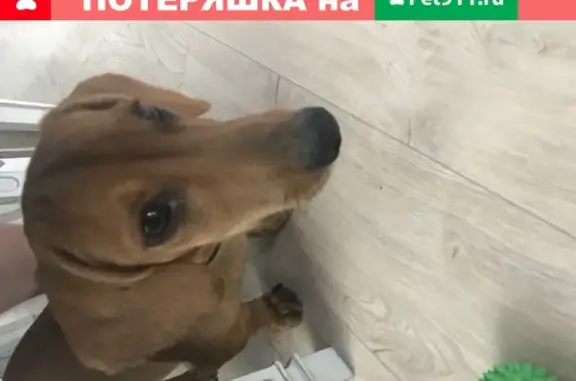 Найден пёс такса на Исмагилова, Уфа
