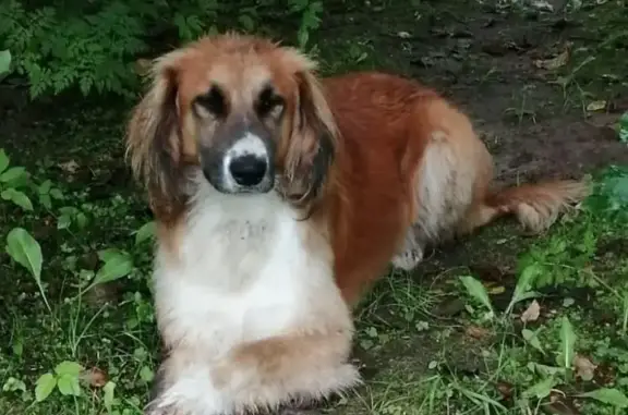Найдена домашняя собака в Коломенском районе Московской области