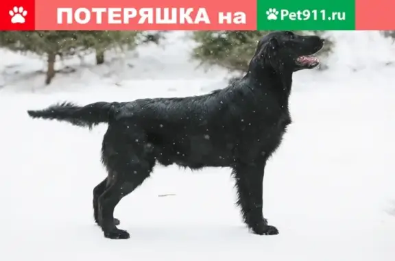 Пропали 2 собаки в Большом Седельниково, вознаграждение.