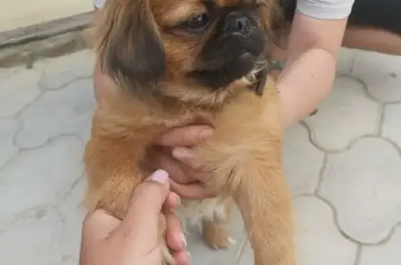Собака найдена в Пятихатках, Краснодарский край