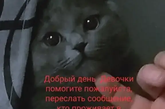 Пропала кошка в Московской области, адрес: Молзино, Медовая улица, 18