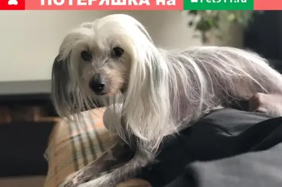 Пропала собака Вуди в Москве, Фестивальный парк