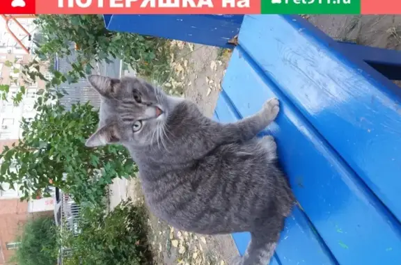 Найдена кошка на ул. 70 лет Октября, Омск