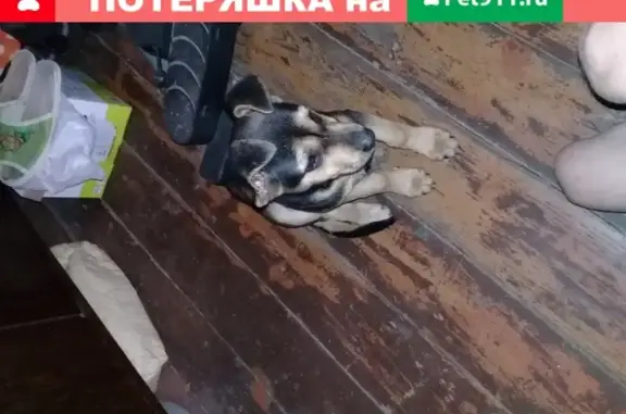 Найден щенок в Чехове, ищу хозяина.