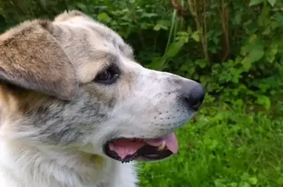 Найдена добрая собака в Истре, Сокол-1