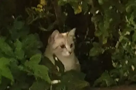 Найдена кошка на Боровском шоссе, Москва