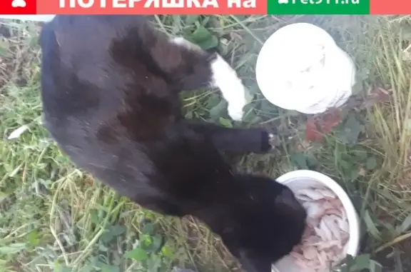 Найдена ручная кошка с котятами в Горках-8