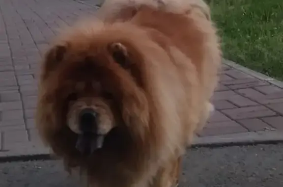 Пропала собака в Новосибирске: чау-чау на ул. Баумана-Чапаева