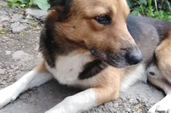 Собака без ошейника на улице Металлургов, 72А (36 символов)