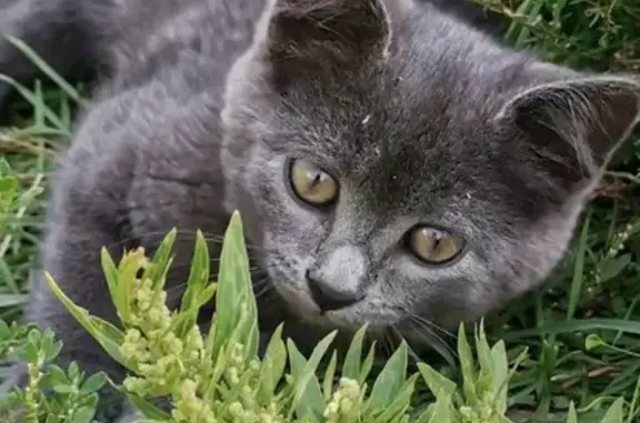 Потерянные животные Новосибирск, фото: Пропала кошка на Тюменской, 33/1