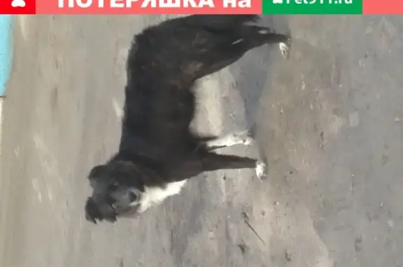 Собака Девочка на Комарова скучает по хозяевам.