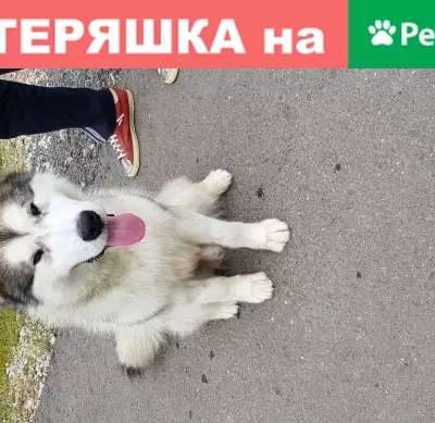 Пропала собака в Подольске, микрорайон Шепчинки