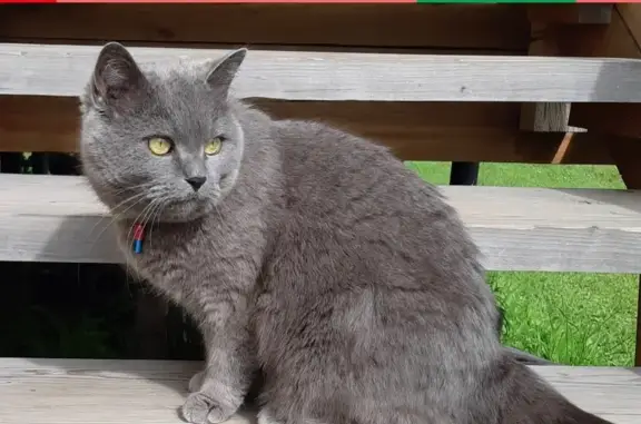 Пропала кошка Грей в поселке Курсаково, Московская область