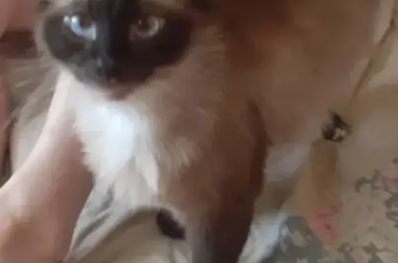 Пропала кошка Бафи в Астрахани на 28-й Армии, 16