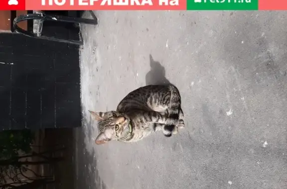 Найдена кошка на Воронежской улице