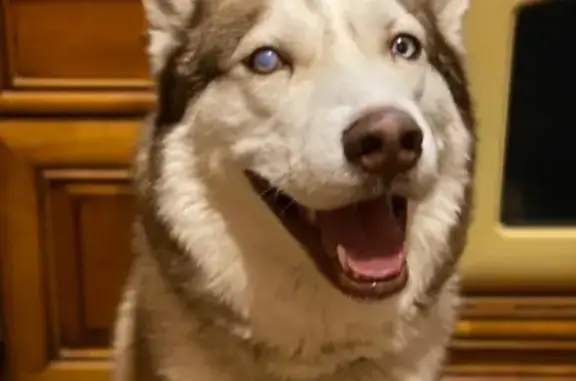 Пропала собака Хаски на Дрезне, 4,5 года, слепой глаз.