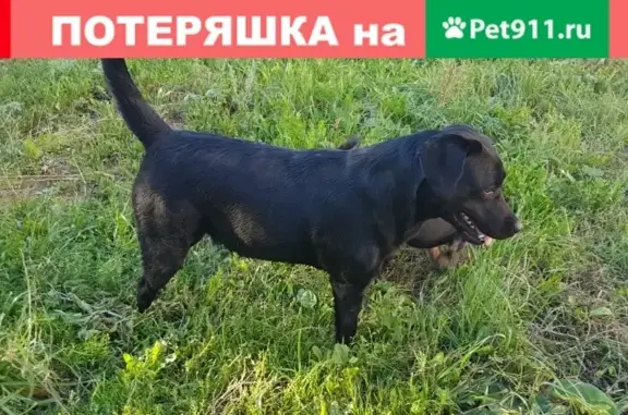 Собака потерялась в Томске на Мюнниха 3, сука лабрадор черного цвета.