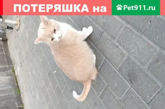 Потерянная беременная кошка в Одинцово