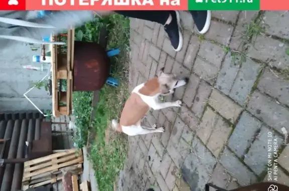 Собака Джек Рассел найдена в Мытищах на Осташковском шоссе
