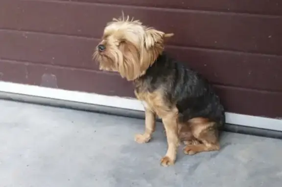 Найдена собака, Оренбург, фото: Найдена собака Йорк в Кузнечном районе