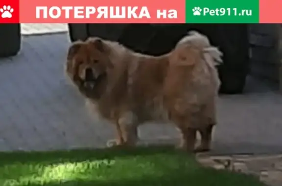 Пропала собака в поселке Российский, Аксайский район