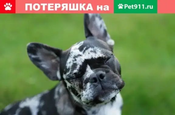 Пропала собака на улице Тарасова, вознаграждение!