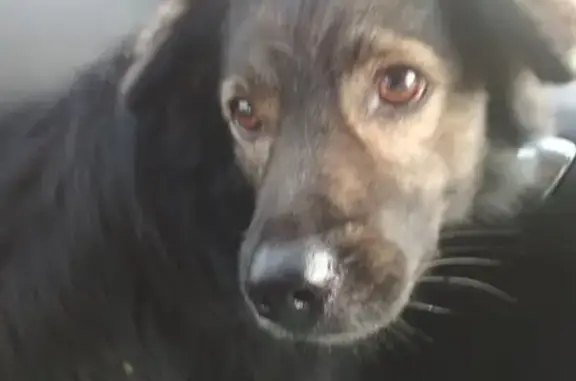 Собаки потеряшки, Екатеринбург, фото: Потеряшка пёсик из СНТ Архитектор-1, просьба о помощи